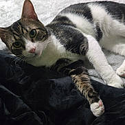 Minnie is registered to the contest to win money with this photo: cat, tabby_cat, white_fur, bed, blanket, black_blanket, indoor, pet, animal, whiskers, ears, paw, resting, fur, cute, feline, looking, lying_down, cozy, domestic_cat