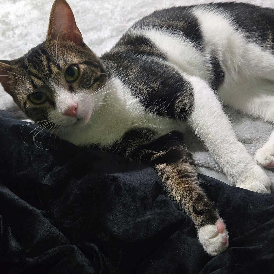 Minnie is registered to the contest to win money with this photo: cat, tabby_cat, white_fur, bed, blanket, black_blanket, indoor, pet, animal, whiskers, ears, paw, resting, fur, cute, feline, looking, lying_down, cozy, domestic_cat