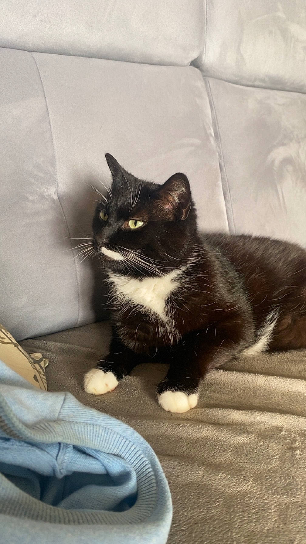 animal, black_and_white, cat, clothing, couch, cozy, domestic_cat, furniture, home, indoor, light_blue, looking_away, paws, pet, relaxing, resting, sofa, soft_texture, tuxedo_cat, whiskers
