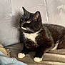 cat, tuxedo_cat, black_and_white, pet, indoor, couch, sofa, furniture, relaxing, domestic_cat, whiskers, paws, looking_away, cozy, home, soft_texture, light_blue, clothing, resting, animal