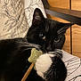 Reglisse participe au concours pour gagner de l'argent avec cette photo : animal, black_and_white, cat, catnip_toy, close_up, cozy, cushion, cute, feline, home, indoor, pattern, paw, pet, relaxed, resting, soft, tuxedo_cat, whiskers, wooden_furniture