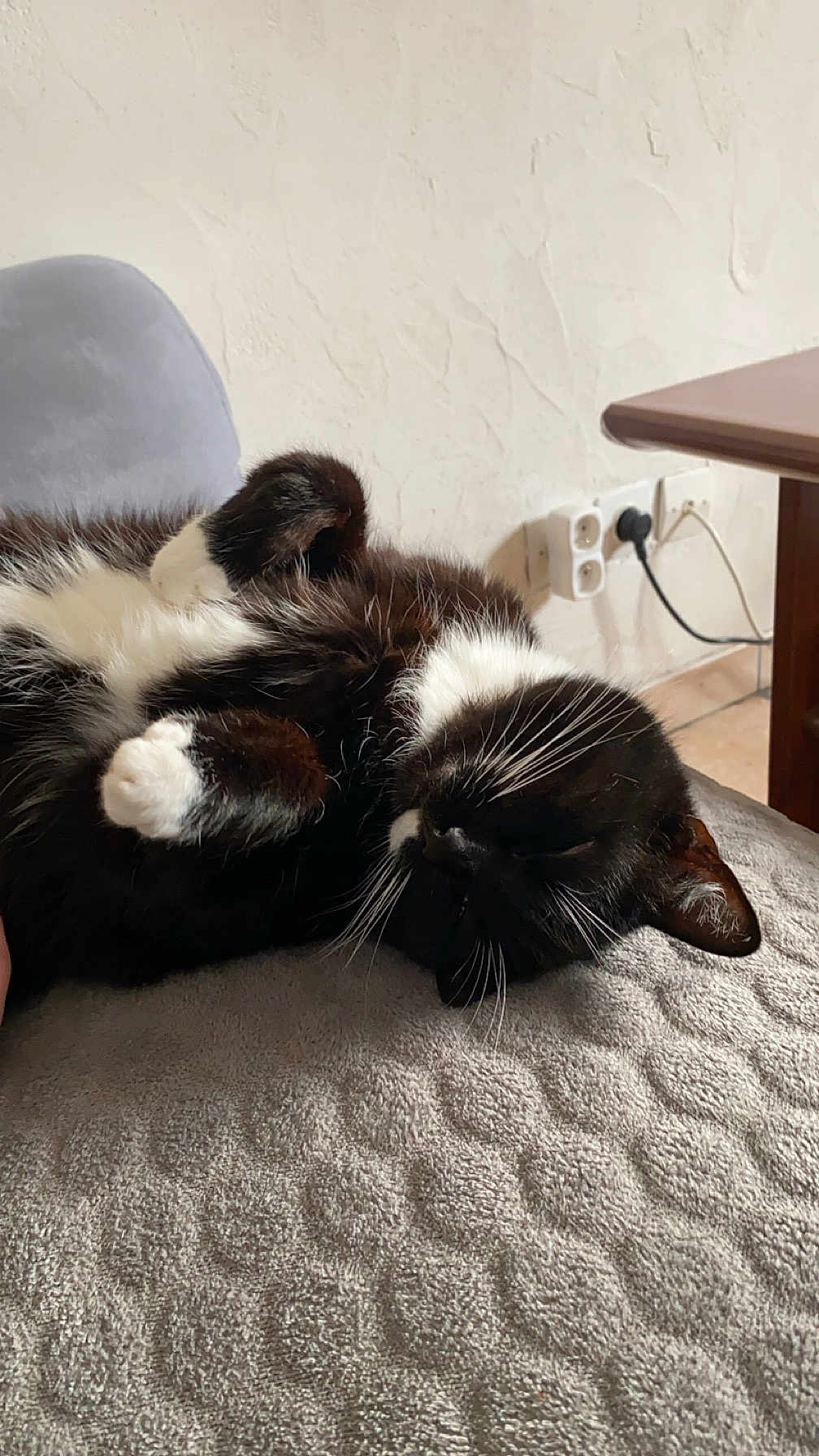 Reglisse a rejoint le concours — aidez-le/la à gagner de superbes lots ! cat, black_and_white, sleeping, fur, whiskers, paw, indoor, blanket, texture, cozy, resting, cute, pet, animal, feline, relaxed, closeup, home, soft, quiet