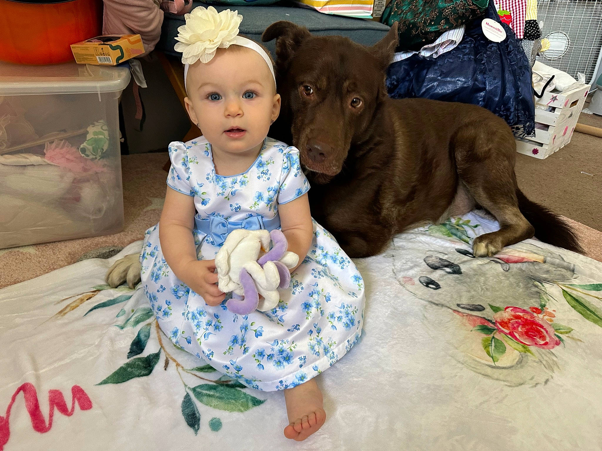 Myla joined the competition — help win amazing prizes! baby, baby_toddler_clothing, chair, child, companion_dog, day_dress, dog_breed, embellishment, event, fashion_accessory, fawn, fun, fur, guard_dog, happy, pattern, person, pink, sitting, surprise