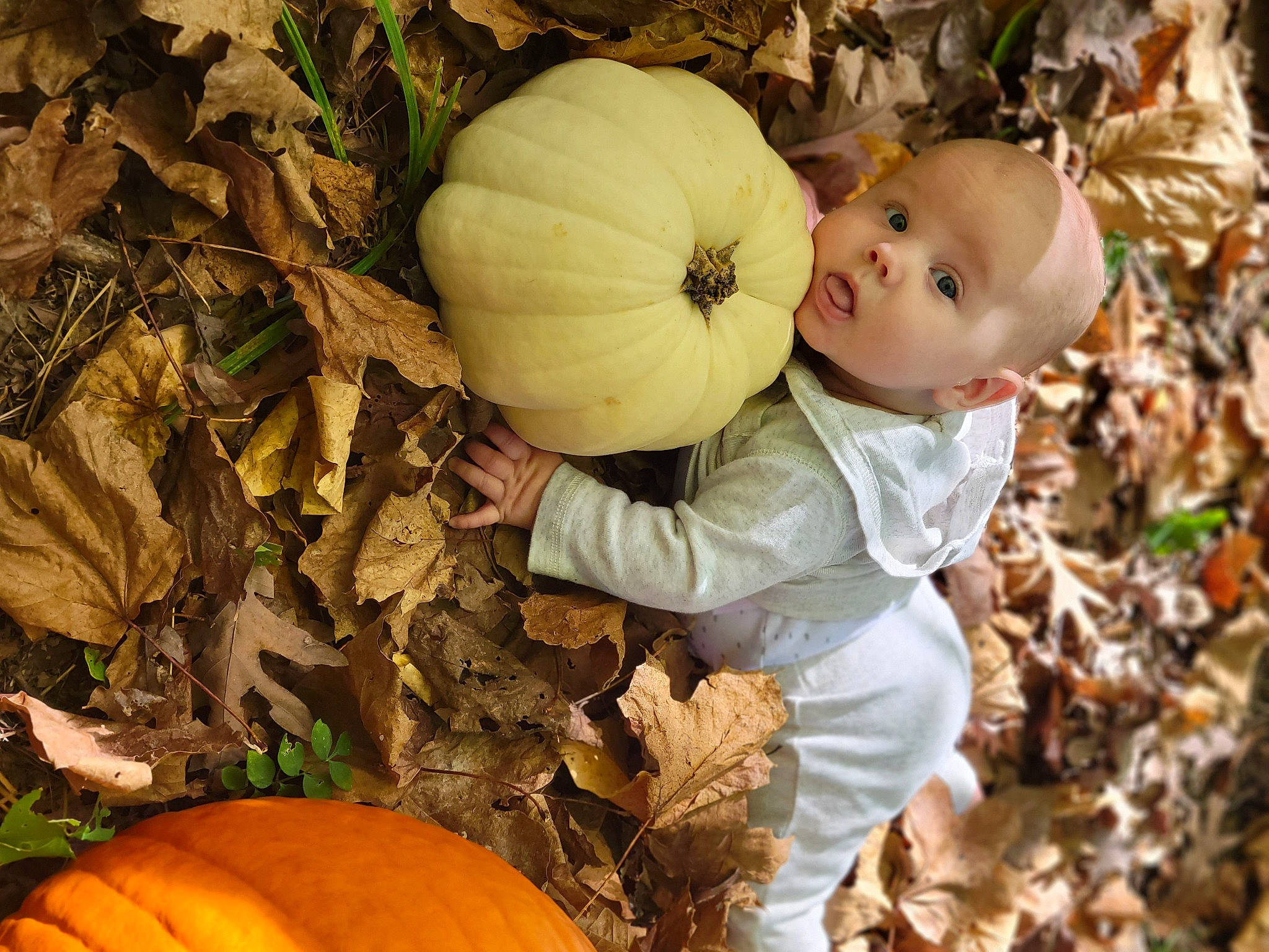 Archer joined the competition — help win amazing prizes! adaptation, botany, calabaza, cucurbita, gourd, grass, green, happy, hat, leaf, natural_foods, nature, people_in_nature, person, plant, pumpkin, squash, surprise, vegetable, winter_squash