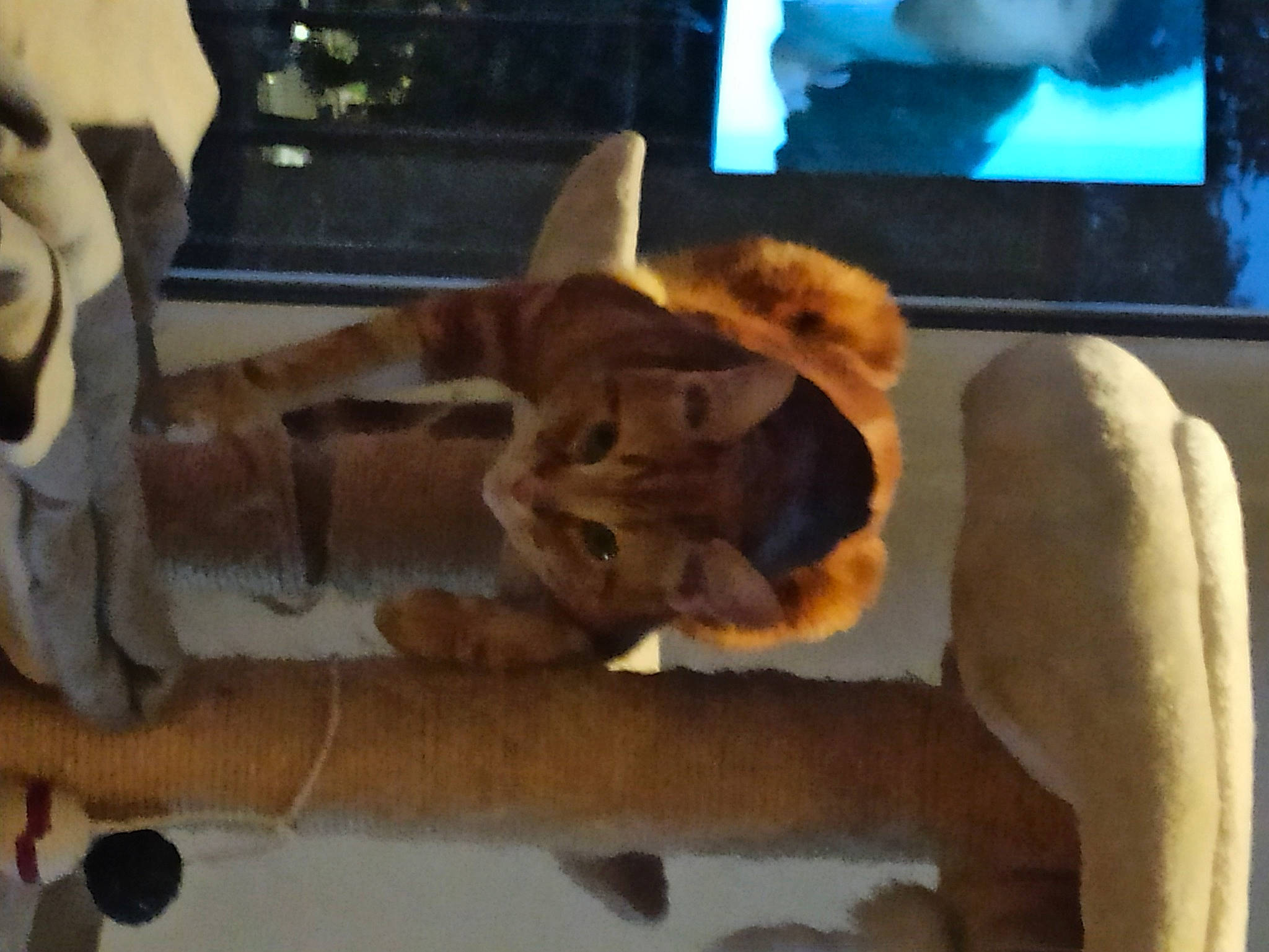 Davis participe au concours pour gagner de l'argent avec cette photo : fawn, fur, tail