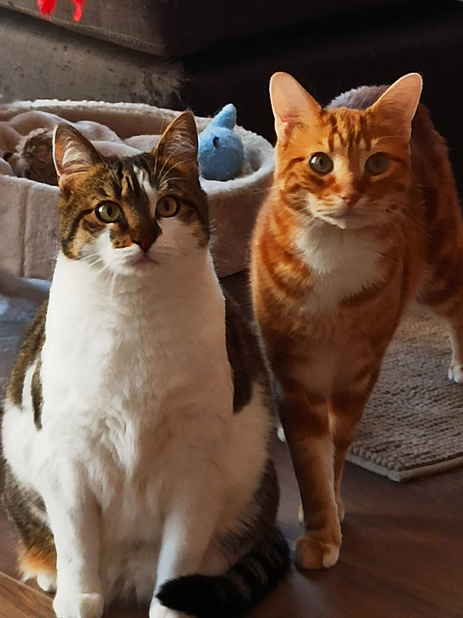 Sami Davis a rejoint le concours — aidez-le/la à gagner de superbes lots ! aegean_cat, american_wirehair, arabian_mau, asian, carnivore, cat, domestic_short_haired_cat, european_shorthair, fawn, felidae, kitten, mammal, small_to_medium_sized_cats, sokoke, tabby_cat, vertebrate, whiskers