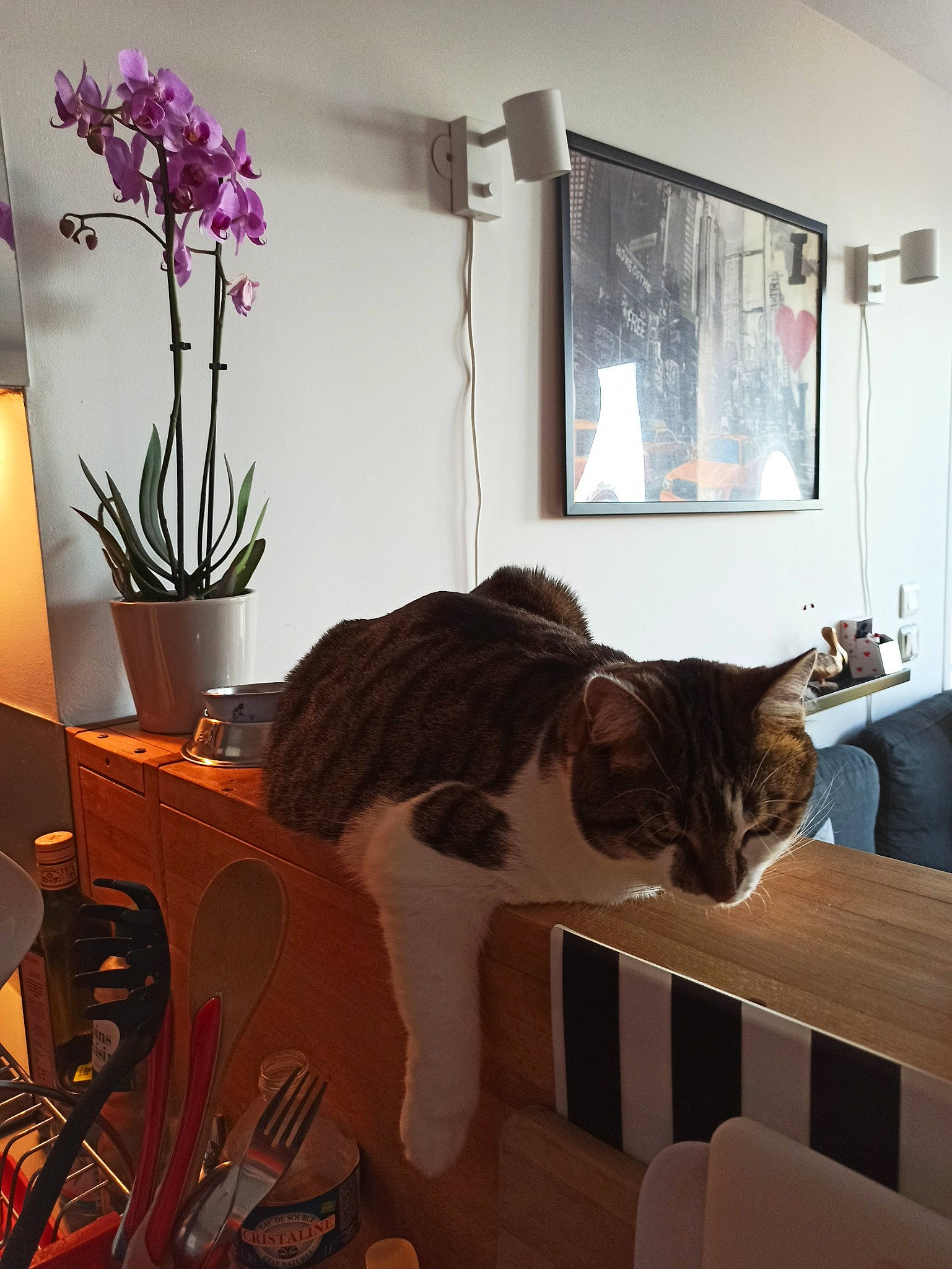 Sami participe au concours pour gagner de l'argent avec cette photo : cat, felidae, flower, furniture, home, house, houseplant, interior_design, living_room, plant, room, small_to_medium_sized_cats, table, whiskers