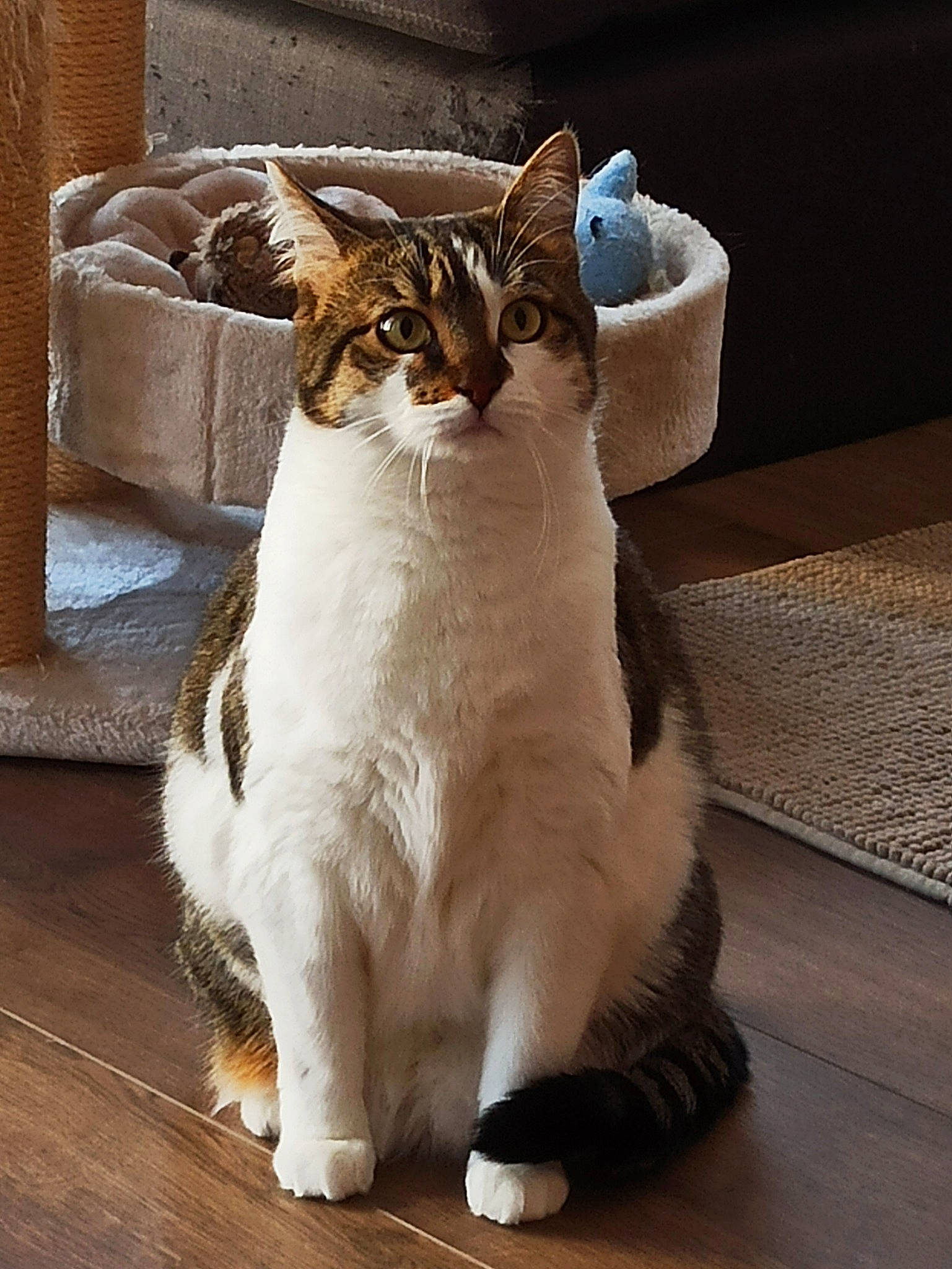 Sami a rejoint le concours — aidez-le/la à gagner de superbes lots ! aegean_cat, american_wirehair, asian, carnivore, cat, domestic_short_haired_cat, european_shorthair, fawn, felidae, fur, mammal, paw, polydactyl_cat, small_to_medium_sized_cats, tail, whiskers