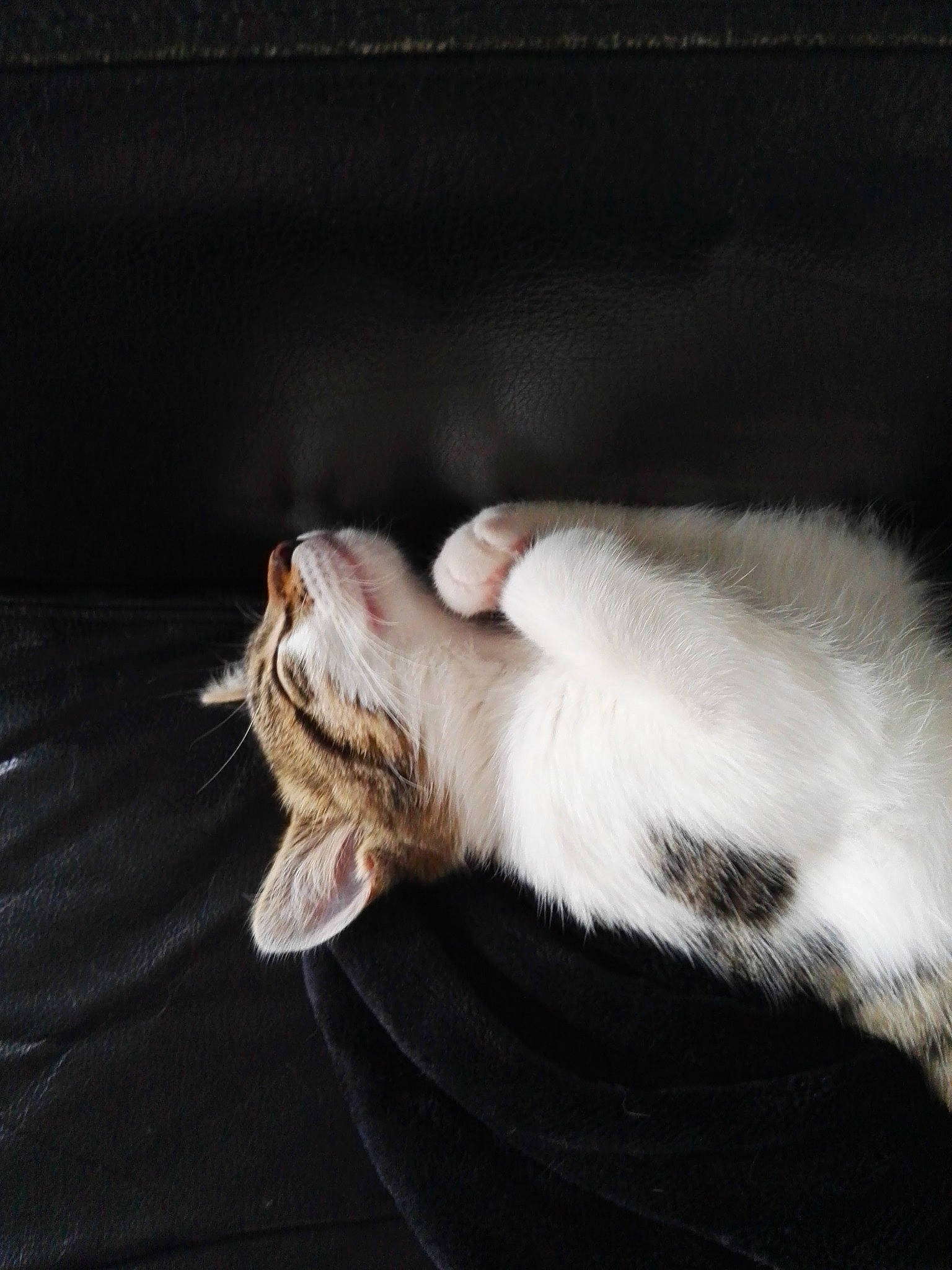 Sami a rejoint le concours — aidez-le/la à gagner de superbes lots ! aegean_cat, carnivore, cat, claw, european_shorthair, fawn, felidae, fur, kitten, norwegian_forest_cat, paw, polydactyl_cat, small_to_medium_sized_cats, tail, turkish_angora, whiskers