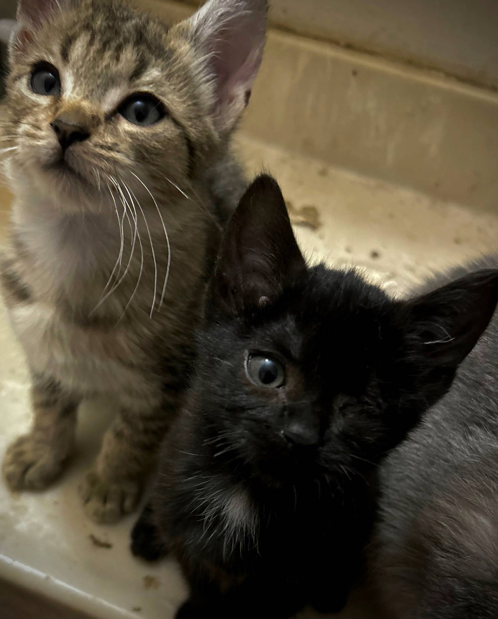 Bam Bam And Dr Spock