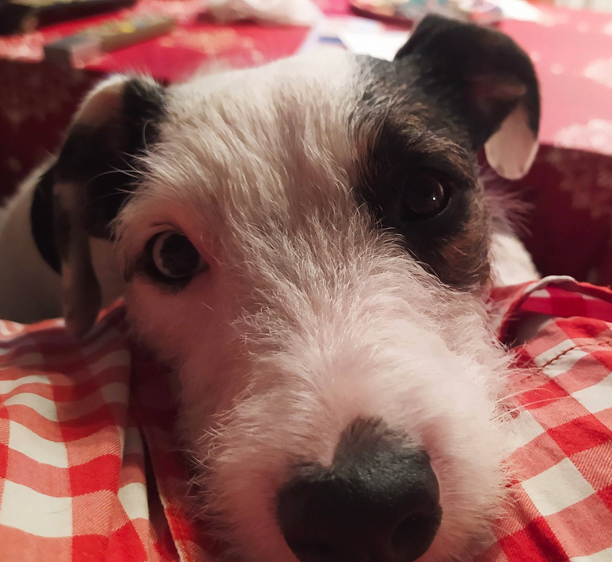 Bowie a rejoint le concours — aidez-le/la à gagner de superbes lots ! canidae, carnivore, companion_dog, dog, dog_breed, ear, fox_terrier, mammal, rare_breed_dog, snout, terrier, vertebrate, wire_hair_fox_terrier