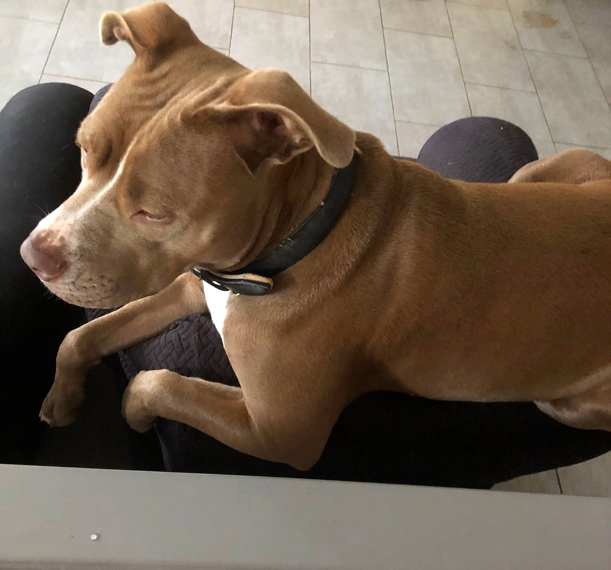 Bloody a rejoint le concours — aidez-le/la à gagner de superbes lots ! canidae, carnivore, collar, comfort, companion_dog, dog, dog_breed, dog_collar, dog_supply, ear, fawn, flooring, gun_dog, liver, pet_supply, snout, sporting_group, strap, whiskers, working_animal