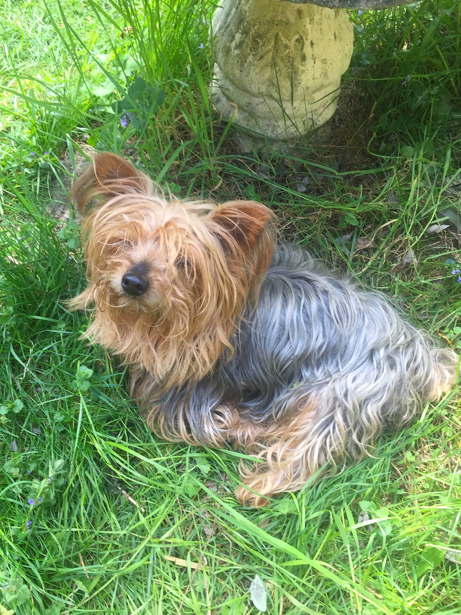 Fiona a rejoint le concours — aidez-le/la à gagner de superbes lots ! australian_silky_terrier, australian_terrier, biewer_terrier, canidae, carnivore, companion_dog, dog, dog_breed, fawn, grass, liver, mammal, non_sporting_group, small_terrier, snout, sporting_group, terrier, toy_dog, working_animal, yorkipoo