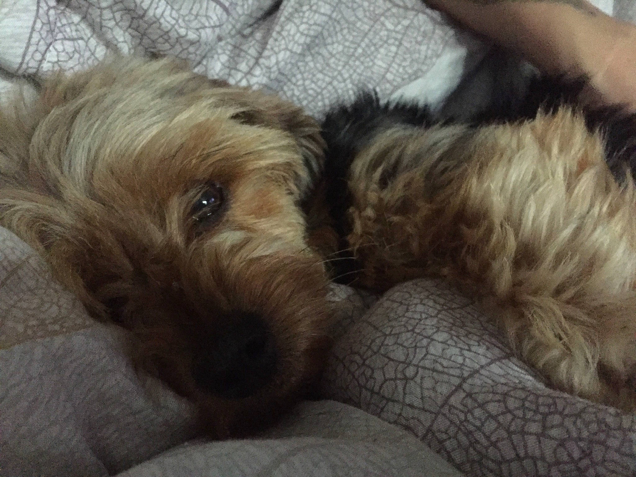 Michelle a rejoint le concours — aidez-le/la à gagner de superbes lots ! canidae, carnivore, companion_dog, dog, dog_breed, fur, labradoodle, liver, non_sporting_group, small_terrier, sporting_group, terrier, toy_dog, water_dog, working_animal, working_dog