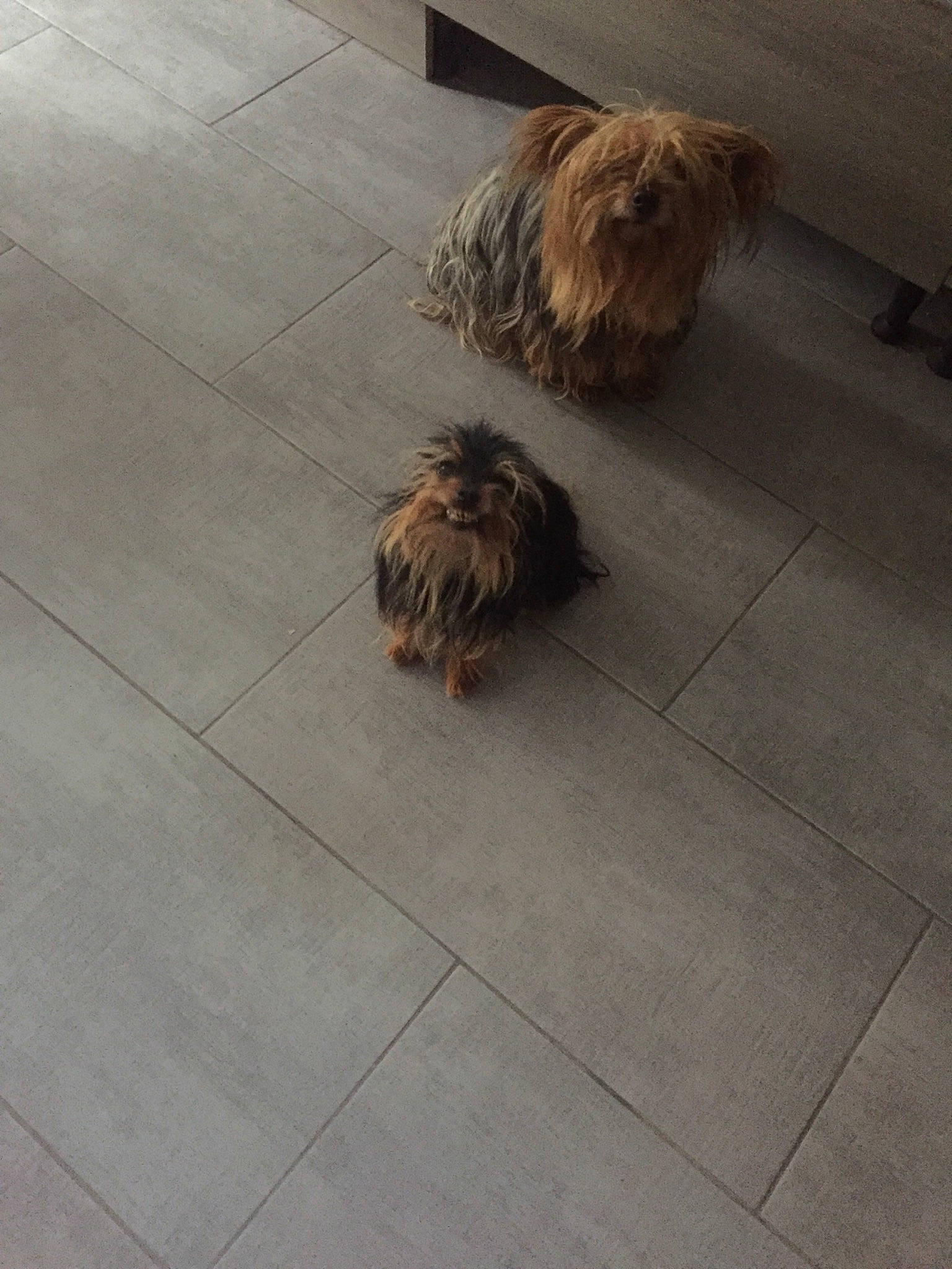 Kiwi a rejoint le concours — aidez-le/la à gagner de superbes lots ! briquet_griffon_vendeen, canidae, carnivore, companion_dog, dog, dog_breed, floor, flooring, fur, liver, non_sporting_group, sapsali, small_terrier, snout, sporting_group, terrier, tibetan_terrier, tile, tile_flooring, water_dog