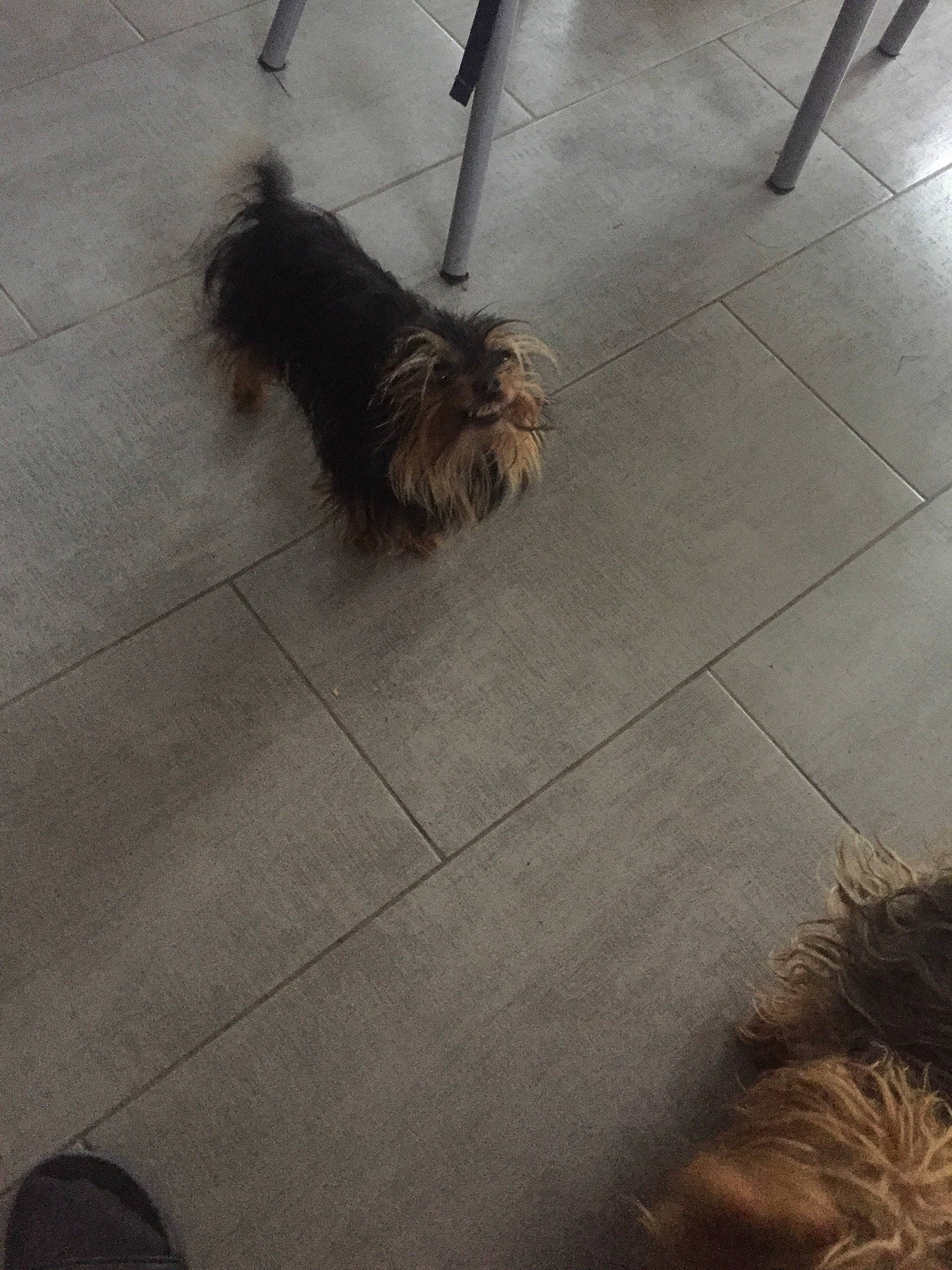 Kiwi a rejoint le concours — aidez-le/la à gagner de superbes lots ! canidae, carnivore, companion_dog, dog, dog_breed, dog_walking, floor, flooring, fur, grey, liver, small_terrier, snout, sporting_group, tail, terrier, tibetan_terrier, tile, vertebrate, walking_shoe