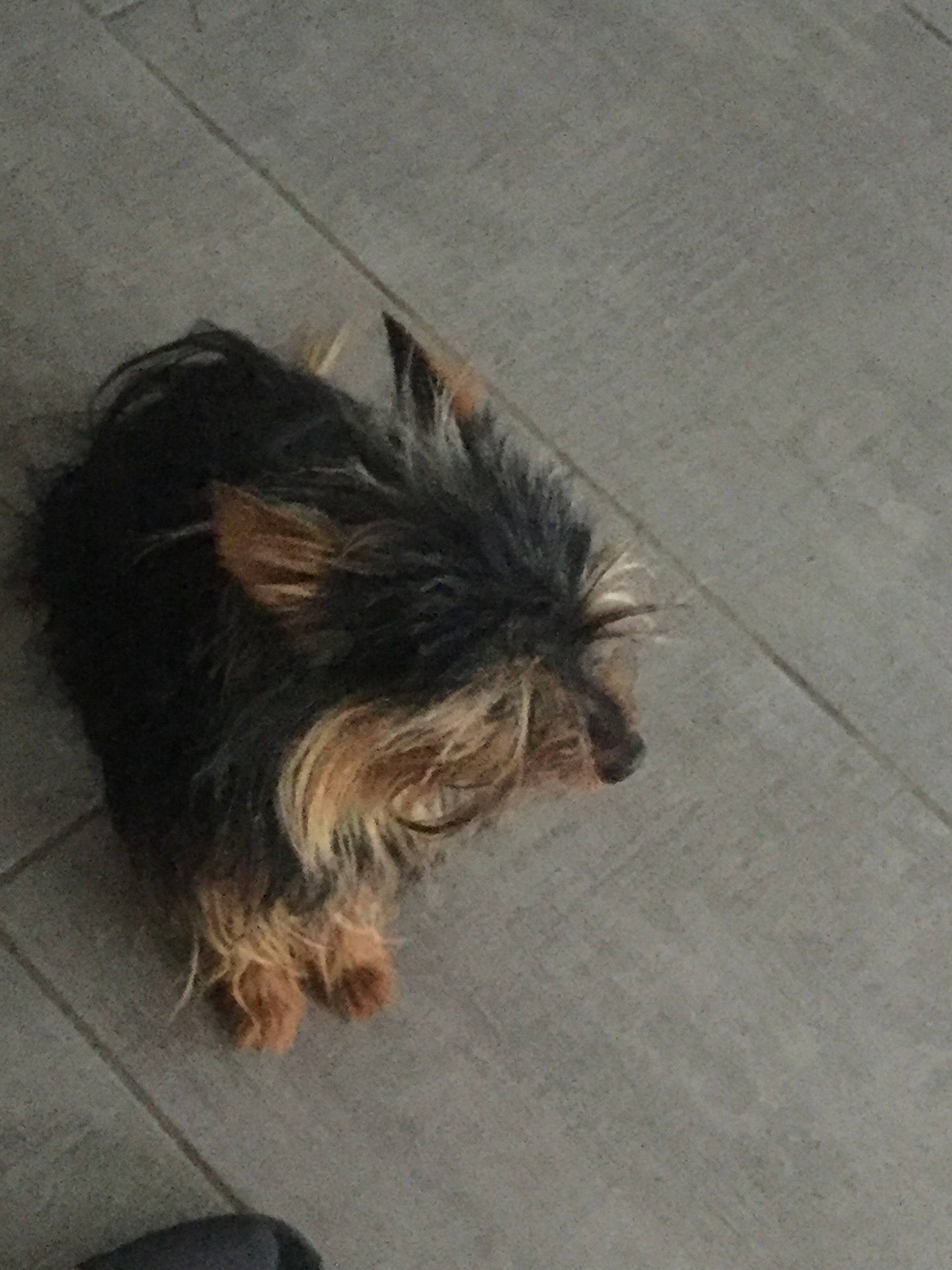 Kiwi participe au concours pour gagner de l'argent avec cette photo : australian_silky_terrier, australian_terrier, cairn_terrier, canidae, carnivore, companion_dog, dog, dog_breed, floor, grey, non_sporting_group, norwich_terrier, small_terrier, snout, sporting_group, terrier, toy_dog, working_animal, yorkipoo, yorkshire_terrier