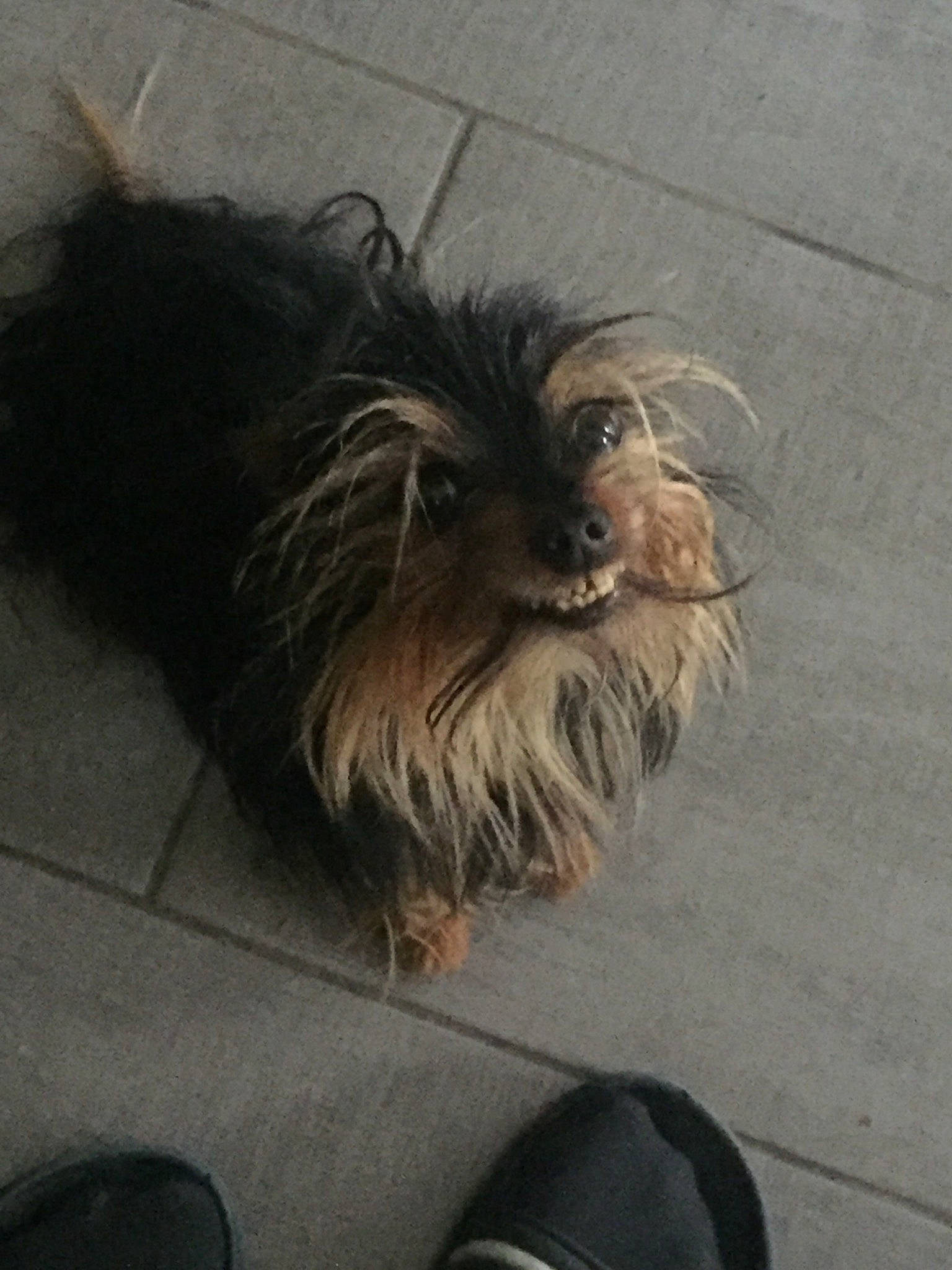 Kiwi a rejoint le concours — aidez-le/la à gagner de superbes lots ! canidae, carnivore, companion_dog, dog, dog_breed, fawn, fur, liver, non_sporting_group, shoe, small_terrier, snout, toy_dog