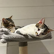 Simba a rejoint le concours — aidez-le/la à gagner de superbes lots ! cat, cats, pet, pets, animal, animals, feline, resting, relaxed, sleeping, cat_tree, indoor, fur, whiskers, ears, close_up, domestic, cute, cozy, soft