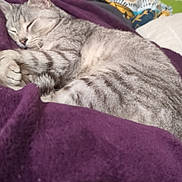 Chaton participe au concours pour gagner de l'argent avec cette photo : cat, sleeping, gray_tabby, blanket, purple_blanket, quilt, patterned_quilt, indoor, cozy, pet, fur, resting, cute, domestic_cat, feline, soft_texture, home, relaxation, animal, nap