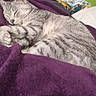 cat, sleeping, gray_tabby, blanket, purple_blanket, quilt, patterned_quilt, indoor, cozy, pet, fur, resting, cute, domestic_cat, feline, soft_texture, home, relaxation, animal, nap