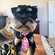 Magnum joined the competition — help win amazing prizes! dog, puppy, schnauzer, pet, tie, indoor, bed, blanket, animal, cute, tongue_out, fur, collar, heart_pattern, companion, home, furniture, canine, portrait, adorable