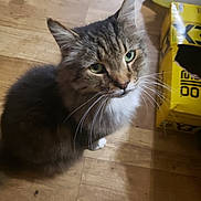 Cookie Monster is registered to the contest to win money with this photo: cat, tabby, pet, indoor, wooden_floor, yellow_box, feline, curious, whiskers, fur, sitting, looking_up, domestic_animal, closeup, household, animal, cute, mammal, companion, furry