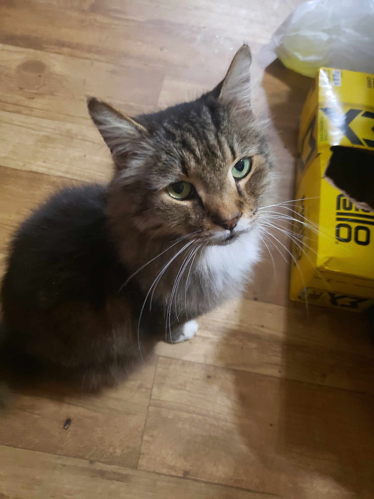 Cookie Monster is registered to the contest to win money with this photo: cat, tabby, pet, indoor, wooden_floor, yellow_box, feline, curious, whiskers, fur, sitting, looking_up, domestic_animal, closeup, household, animal, cute, mammal, companion, furry