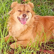 Cocobean is registered to the contest to win money with this photo: dog, grass, outdoor, pet, tongue_out, happy, canine, fur, nature, animal, smiling, greenery, laying_down, cheerful, tongue, cute, friendly, muzzle, ears, playful