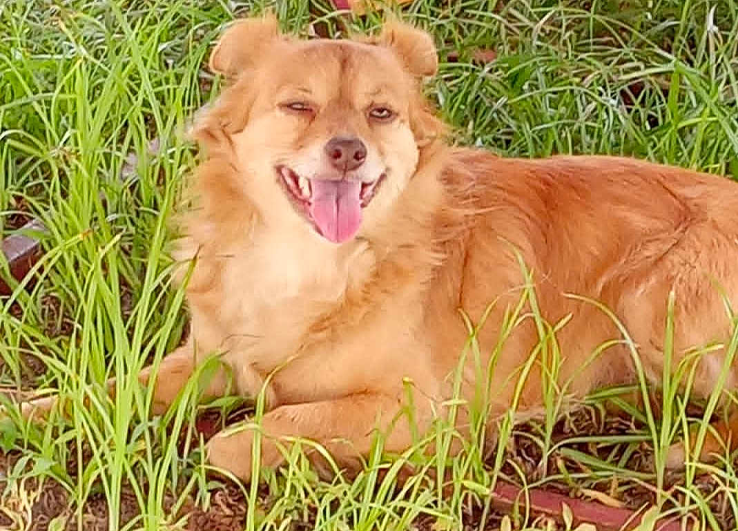 Cocobean is registered to the contest to win money with this photo: dog, grass, outdoor, pet, tongue_out, happy, canine, fur, nature, animal, smiling, greenery, laying_down, cheerful, tongue, cute, friendly, muzzle, ears, playful