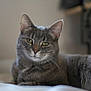 Kryptonia participe au concours pour gagner de l'argent avec cette photo : cat, gray_cat, tabby, pet, feline, animal, indoor, portrait, close_up, whiskers, ears, green_eyes, fur, relaxed, laying_down, soft_light, domestic_cat, cute, calm, resting