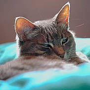 Kryptonia participe au concours pour gagner de l'argent avec cette photo : cat, feline, pet, animal, fur, ears, eyes, resting, sleepy, blanket, turquoise, cozy, closeup, whiskers, indoor, soft, relaxed, portrait, mammal, cute