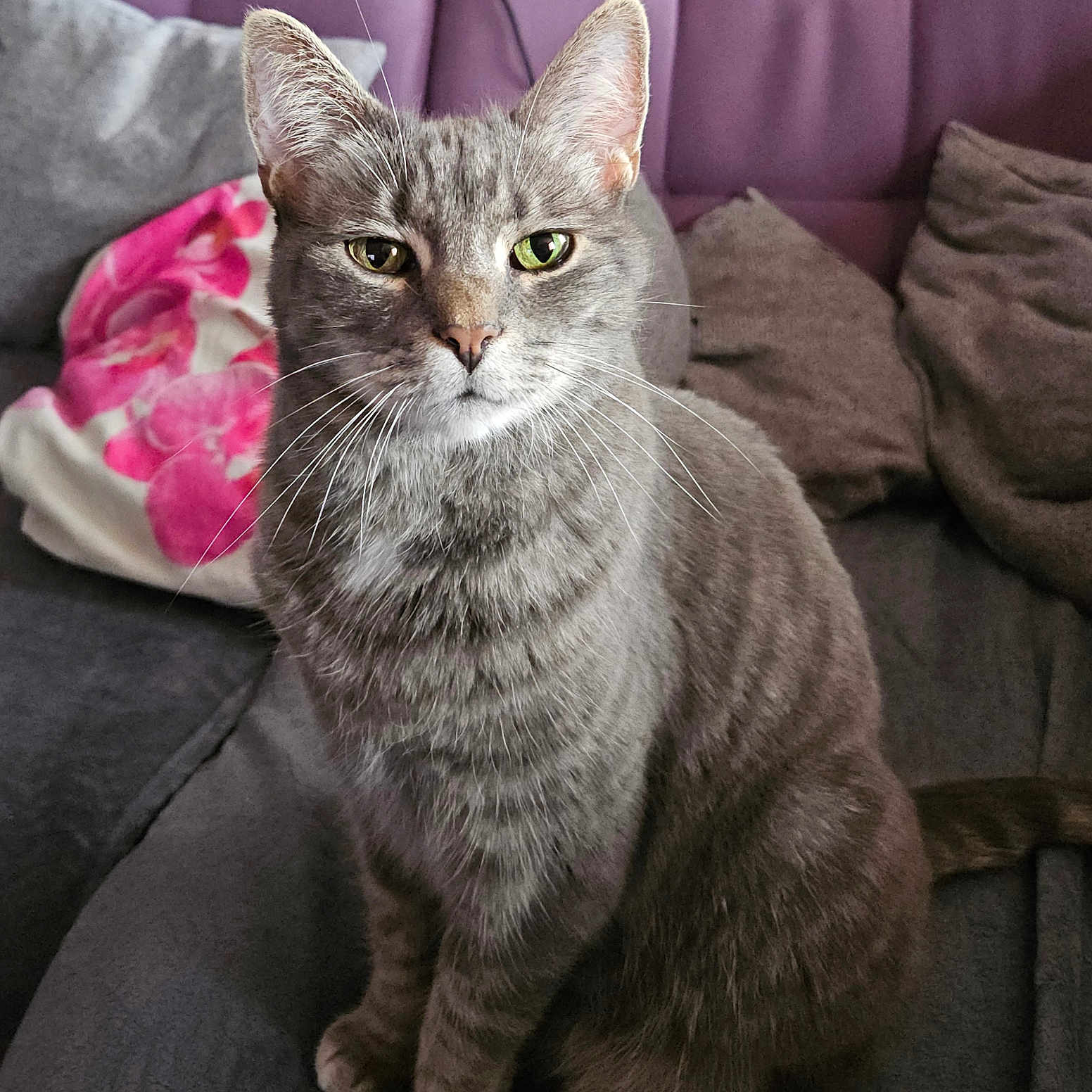 Kryptonia a rejoint le concours — aidez-le/la à gagner de superbes lots ! abyssinian, angora, animal, armchair, blanket, cat, chair, couch, cushion, egyptiancat, furniture, gray, homedecor, indoors, kitten, linen, manx, person, pet, slate