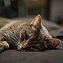 Kryptonia participe au concours pour gagner de l'argent avec cette photo : cat, gray_tabby, close_up, lying_down, whiskers, ears, fur, bed, indoor, pet, animal, relaxed, soft_focus, cozy, portrait, sleepy, resting, feline, domestic_cat, quiet