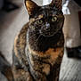cat, tortoiseshell, indoor, pet, animal, feline, sitting, carpet, closeup, whiskers, ears, eyes, fur, domestic, portrait, alert, curious, soft_light, background_blur, household