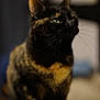 cat, tortoiseshell, green_eyes, whiskers, pet, animal, feline, portrait, indoor, soft_lighting, blurred_background, close_up, fur, sitting, looking, domestic_animal, cute, mammal, focused, calm