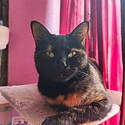 Luna a rejoint le concours — aidez-le/la à gagner de superbes lots ! cat, tortoiseshell_cat, pet, indoor, feline, animal, resting, perch, curious, ears, whiskers, fur, face, paw, window, curtains, home, cozy, relaxed, portrait