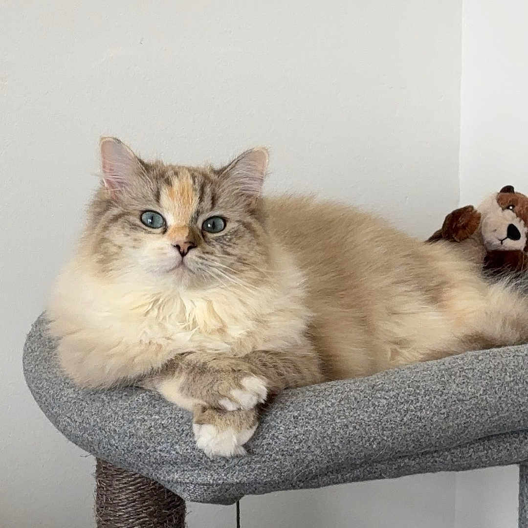 Violette a rejoint le concours — aidez-le/la à gagner de superbes lots ! animal, bear, blue_eyes, cat, cat_tree, cozy, crossed_paws, cute, domestic_cat, feline, fluffy, fur, gray, indoor, minimalistic, paws, pet, plush_toy, relaxed, resting