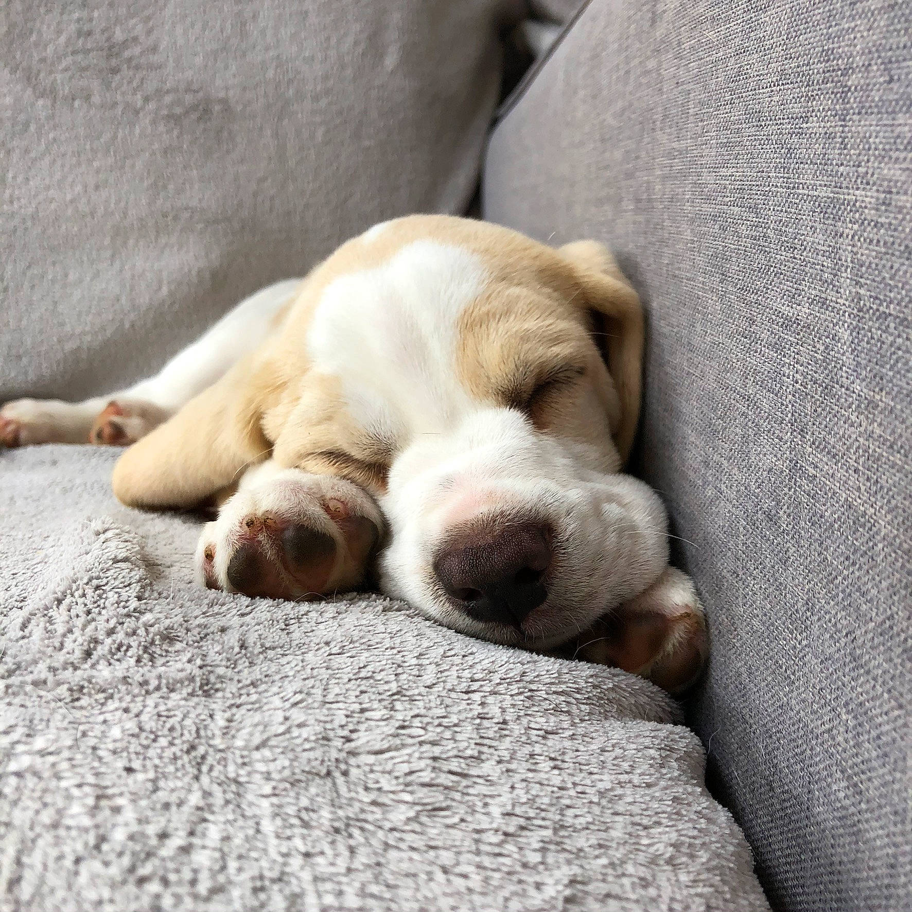 Aubrey joined the competition — help win amazing prizes! basset_hound, bulldog, canidae, carnivore, comfort, companion_dog, dog, dog_breed, dog_supply, fawn, fur, linens, paw, puppy_love, sporting_group, tail, terrestrial_animal, whiskers, working_animal, wrinkle