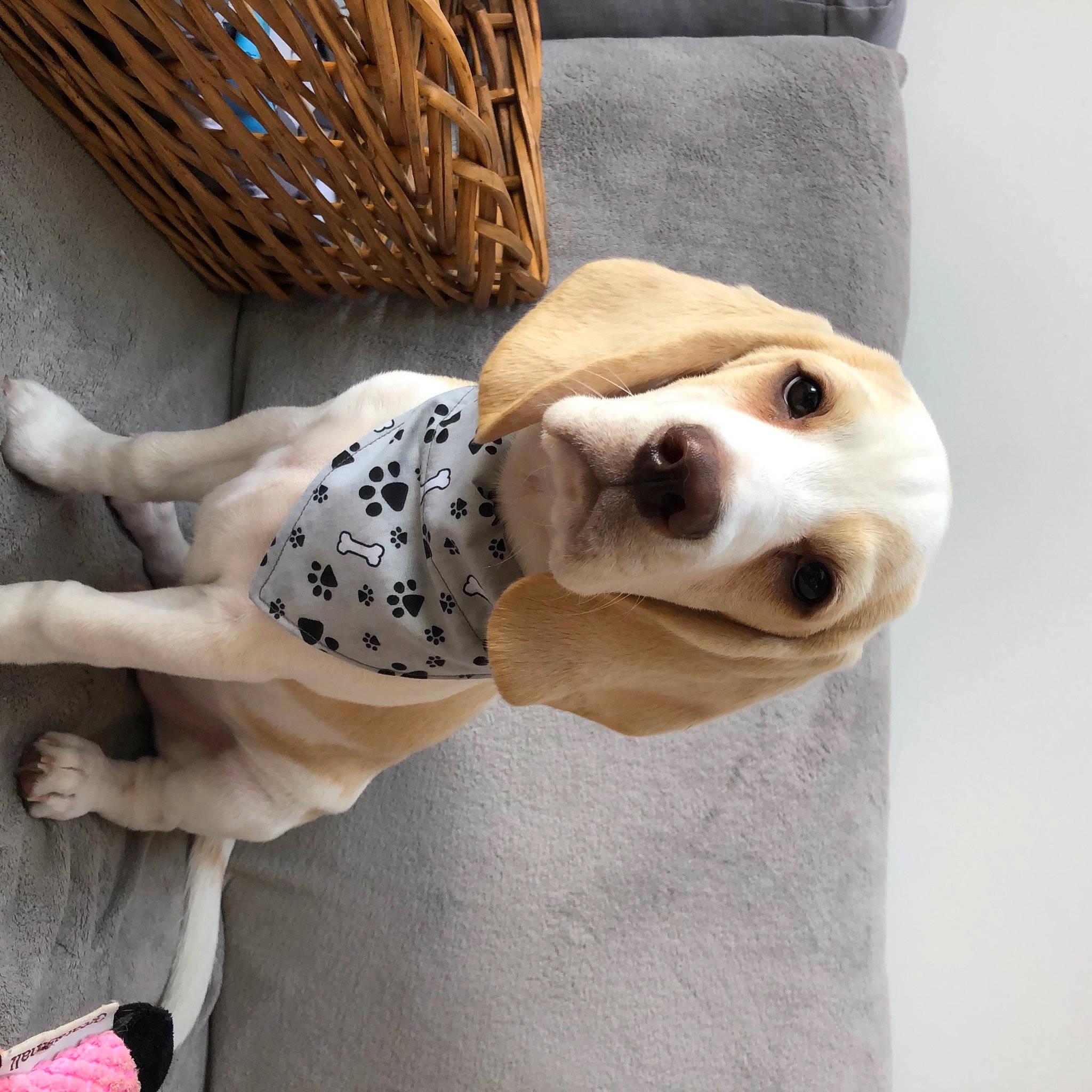 Aubrey is registered to the contest to win money with this photo: canidae, carnivore, collar, comfort, companion_dog, dog, dog_breed, dog_clothes, dog_collar, dog_supply, eyewear, fawn, pet_supply, sleeve, snout, sporting_group, street_fashion, sunglasses, wood, working_animal