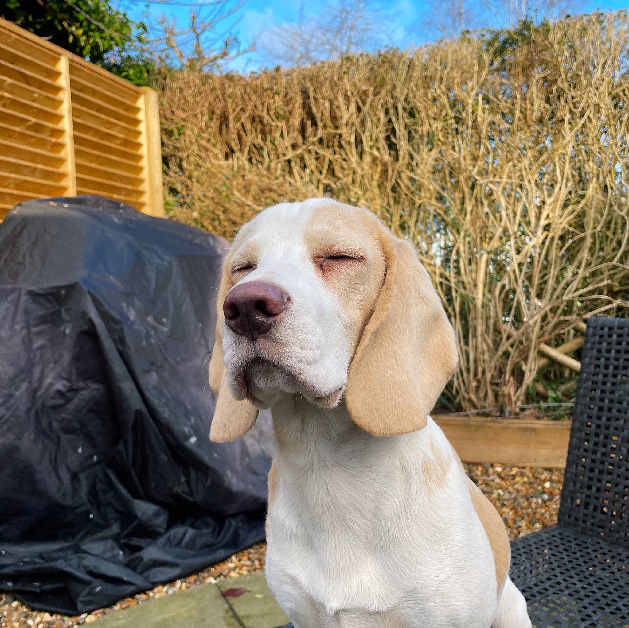 Aubrey is registered to the contest to win money with this photo: agriculture, canidae, carnivore, collar, companion_dog, dog, dog_breed, dog_collar, fawn, grass_family, gun_dog, liver, outdoor_furniture, pet_supply, phragmites, snout, sporting_group, working_animal, working_dog