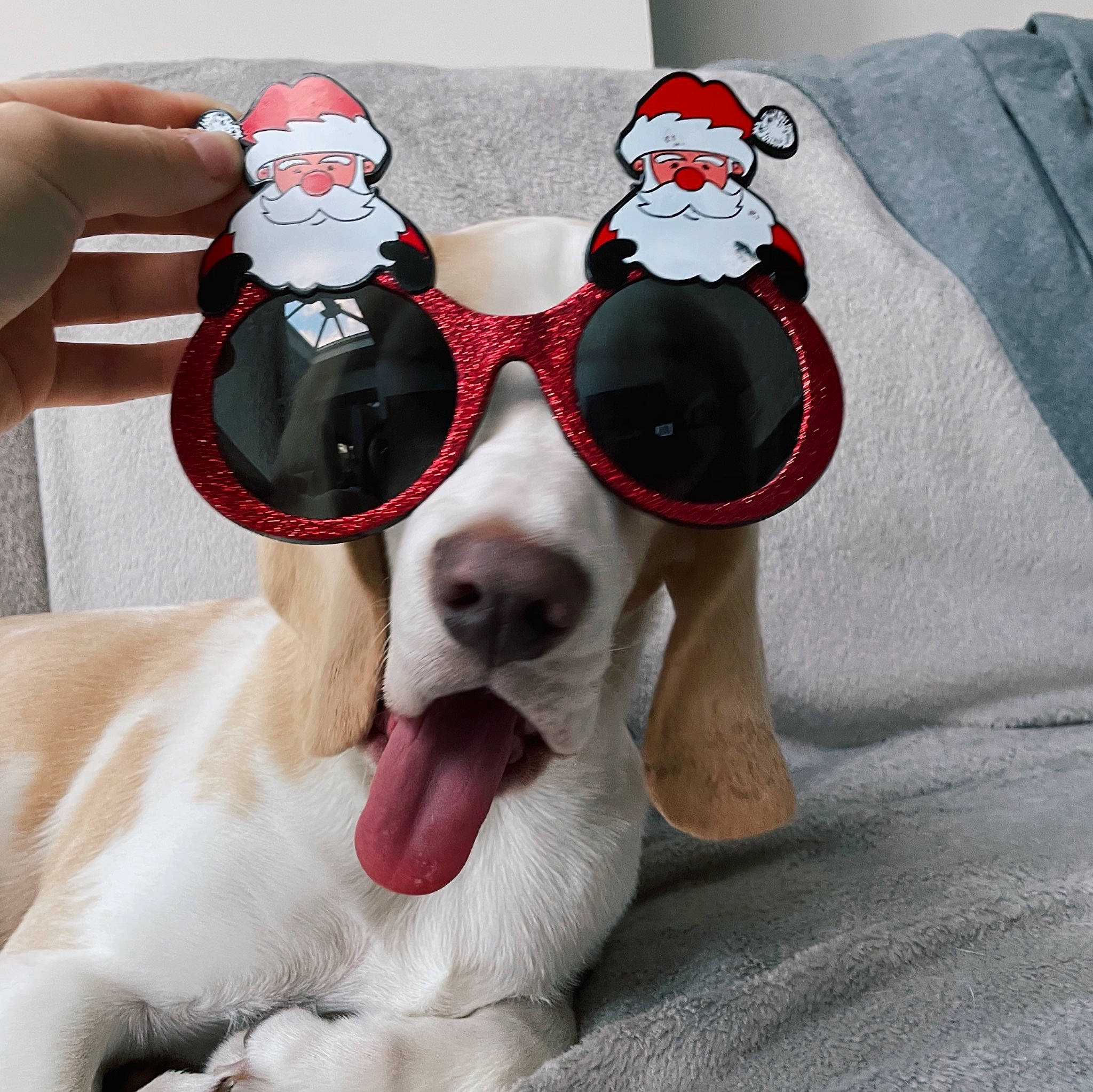 Aubrey joined the competition — help win amazing prizes! carnivore, collar, companion_dog, dog, dog_breed, dog_collar, dog_supply, eyewear, fawn, glasses, goggles, leash, paw, personal_protective_equipment, pet_supply, snout, sunglasses, vision_care, whiskers, working_animal