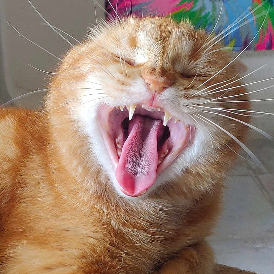 Scrub participe au concours pour gagner de l'argent avec cette photo : animal, art, background, cat, closeup, colorful, cute, expression, feline, fur, ginger_cat, indoor, painting, pet, portrait, relaxed, teeth, tongue, whiskers, yawning