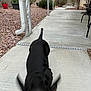 dog, black_dog, motion_blur, outdoor, patio, concrete, tail, fence, plants, shrub, rocks, garden, yard, daylight, energy, pet, canine, running, blur, metal_chair
