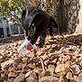 dog, black_dog, plastic_cup, rocks, outdoor, sunlight, collar, curious, pet, backyard, nature, leafy_bush, close_up, playful, canine, daylight, ground, exploring, animal, ears