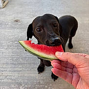 Coco is registered to the contest to win money with this photo: dog, black_dog, watermelon, hand, fruit, outdoor, concrete, pet, animal, snack, summer, closeup, nibble, curious, canine, food, bite, paw, background, nature