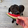 dog, black_dog, watermelon, hand, fruit, outdoor, concrete, pet, animal, snack, summer, closeup, nibble, curious, canine, food, bite, paw, background, nature