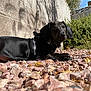 dog, dachshund, black_dog, outdoor, rocks, sunlight, shadow, wall, greenery, pet, animal, canine, curious, lying_down, floppy_ears, collar, nature, daylight, close_up, texture
