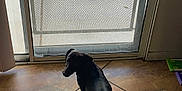 Coco joined the competition — help win amazing prizes! dog, black_dog, tile_floor, screen_door, green_ball, slippers, indoor, looking_out, pet, small_dog, door, floor_tiles, shadow, sunlight, home, animal, domestic, play, object, background