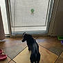dog, black_dog, tile_floor, screen_door, green_ball, slippers, indoor, looking_out, pet, small_dog, door, floor_tiles, shadow, sunlight, home, animal, domestic, play, object, background